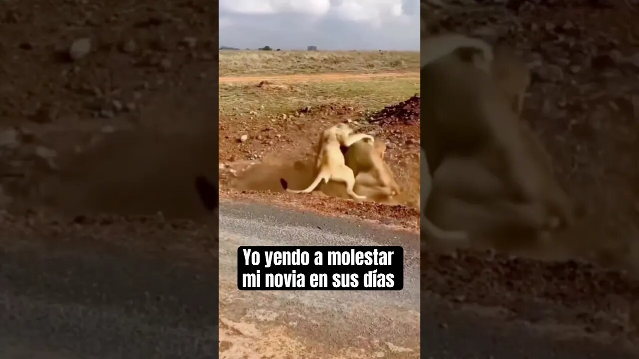 Yo yendo a molestar mi novia en sus días #humor