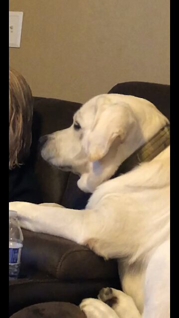 Dog Loves Shaved Ice