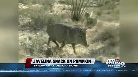 Javelina snacking on a pumpkin