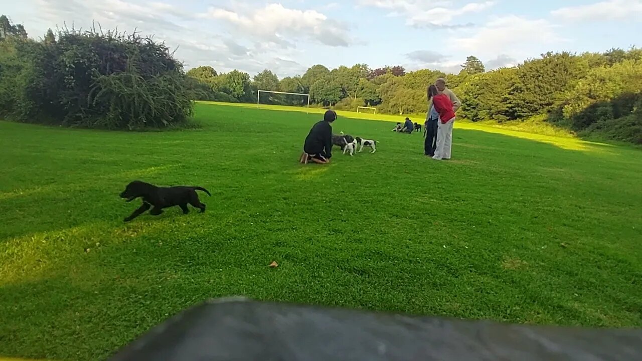 Pup Fada
