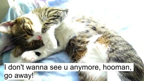 Kitten Rudolph Does Not Want to See Me Anymore