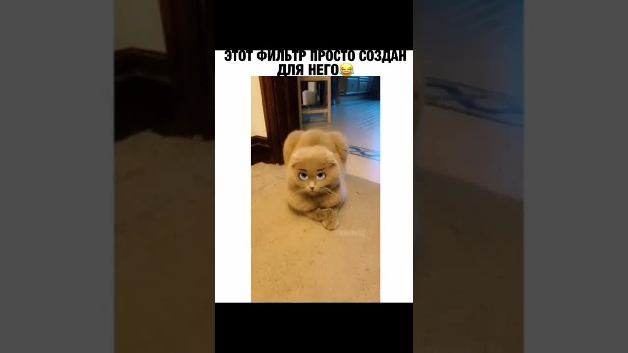 #shorts Смешные Коты Из Тик Тока 62 Funny Cats From Tiktok