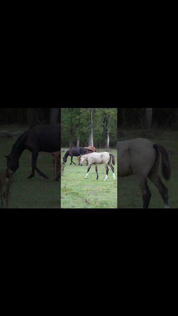 Белый жеребенок