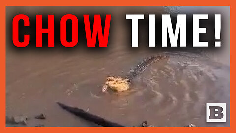 The Most Australian Video Ever: Mega Croc Chows Down on Shark in Front of Tourists