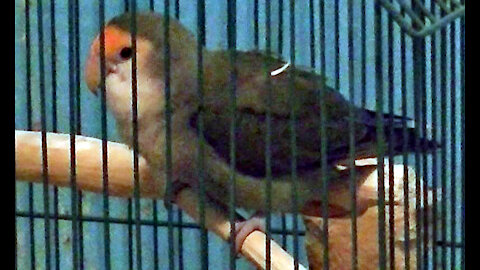 IECV PBV #71 | 👀 Peanut Chewing Her New Perch Silly Bird 🐤 6-22-2017