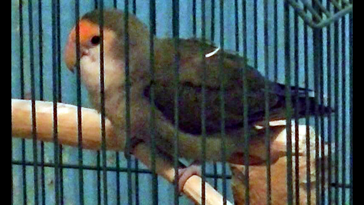 IECV PBV #71 | 👀 Peanut Chewing Her New Perch Silly Bird 🐤 6-22-2017