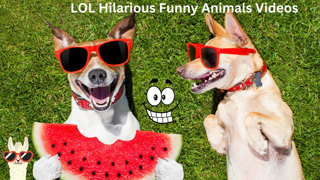 Hilarious Creatures Hub: Join the Laugh Brigade on Funny Comical Critter Clashes! 😄🤣💃 #FunnyAnimals