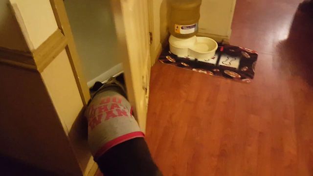 Pitbull Outsmarts Door To Get Treat