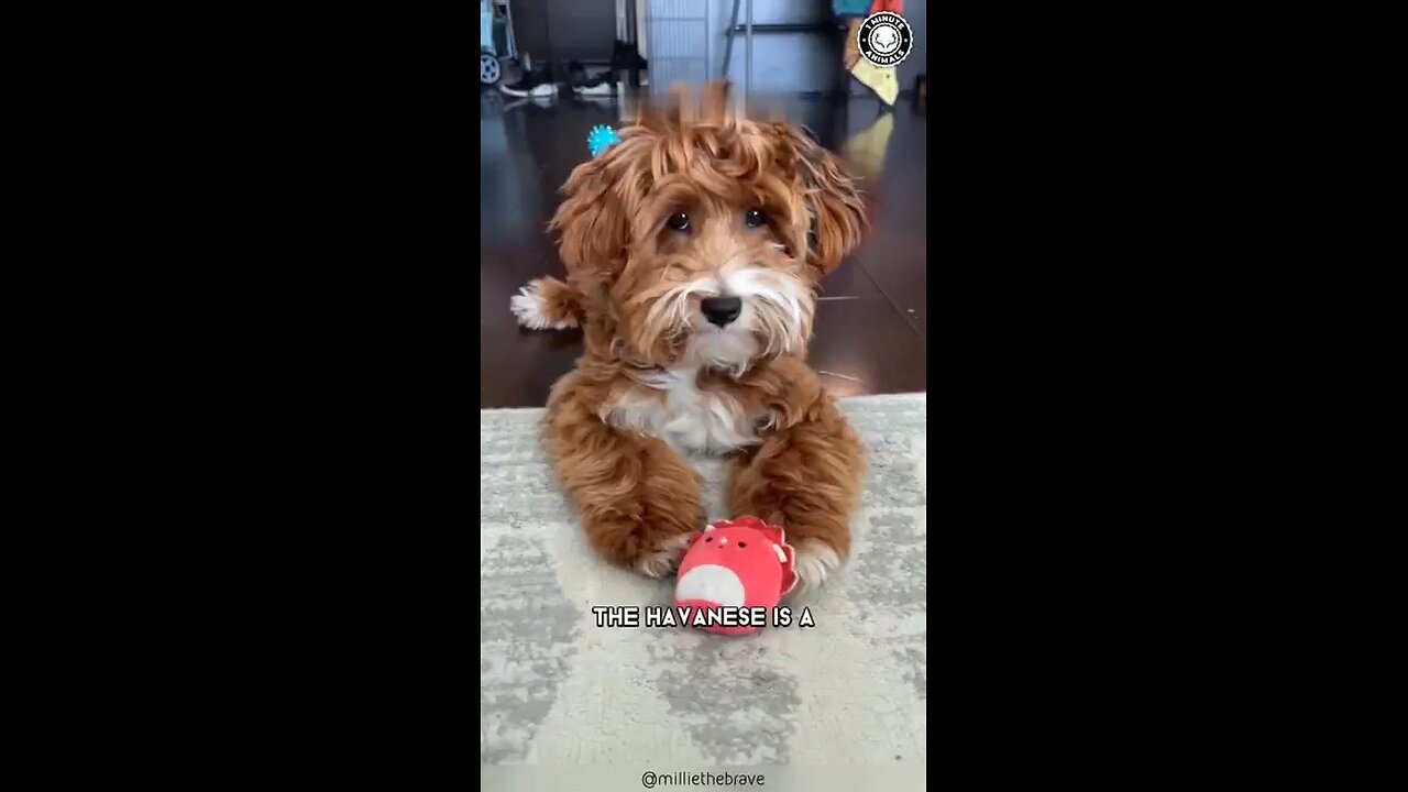 CUTEST dog | havanese