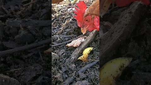 DO CHICKENS like MEAT? 🥩 #permaculture #homesteading #compost #chickens