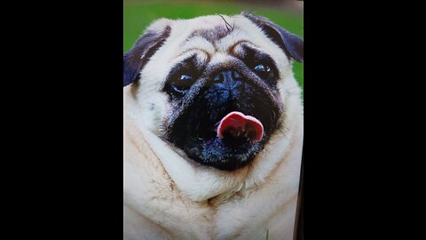 Funny dogs