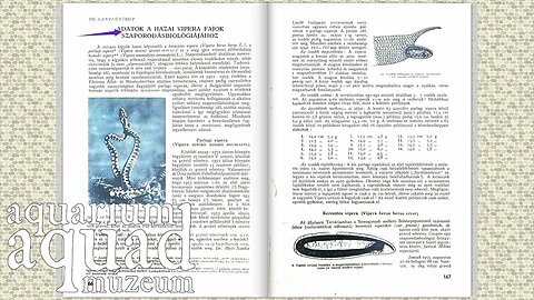 Akvárium-antikvárium 31 / Akvárium és Terrárium 1957/4 sz. (II. évfolyam)