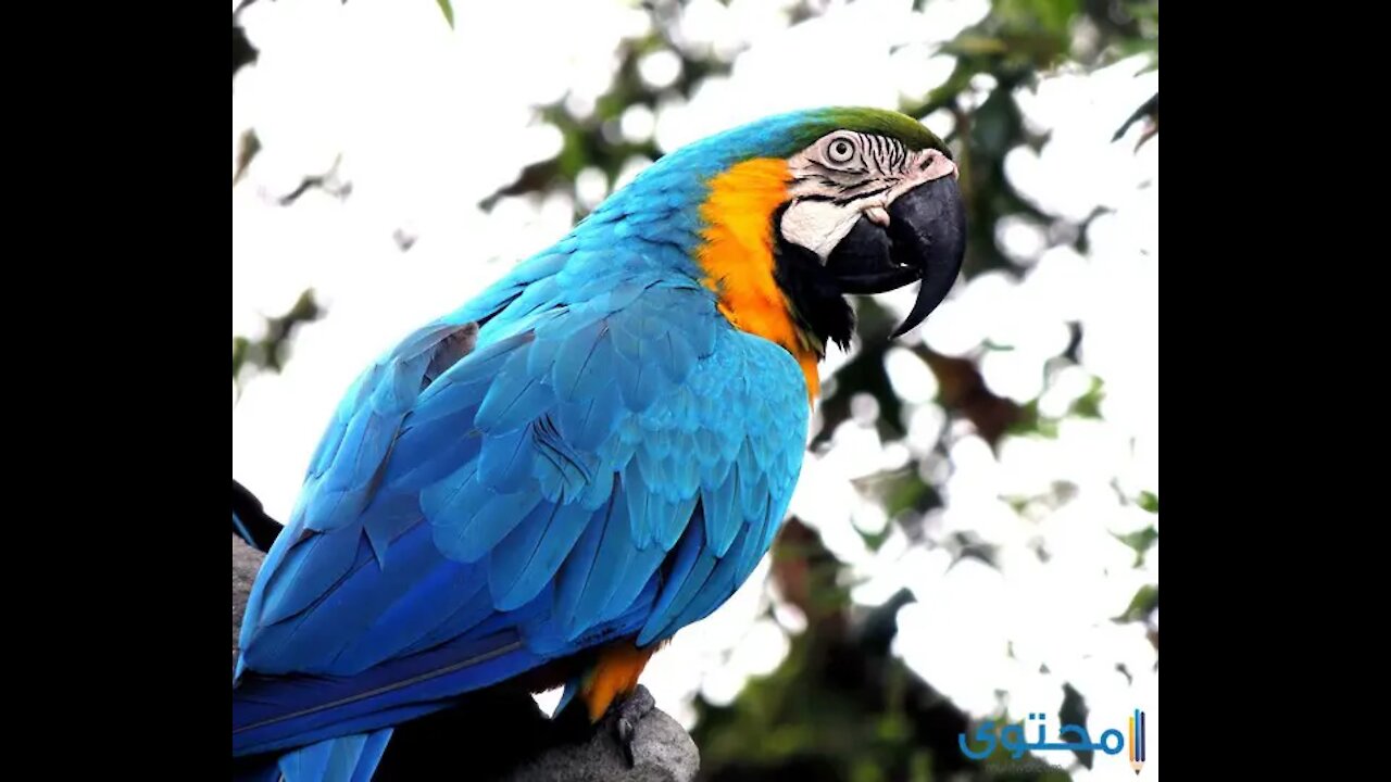 parrot and lovebirds.