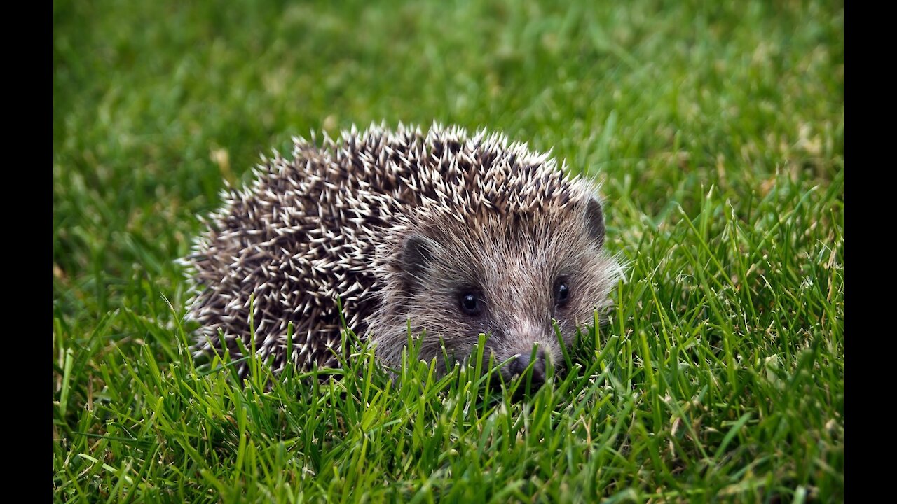 Hedgehog in nature