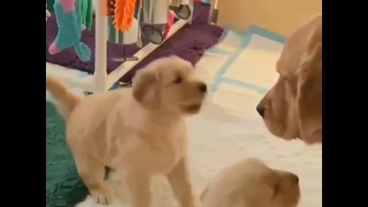 Cute Funny Dog -17