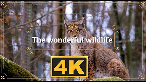 The wonderful wildlife 🐆 on our planet in 4K