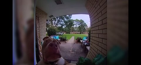 Dog rings a doorbell