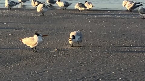 One Royal Tern Pesters Another