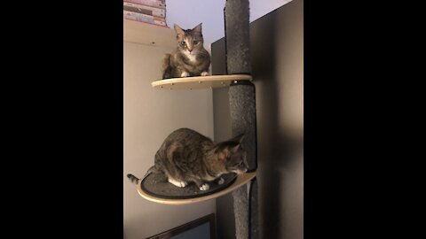 Cute cat sisters(in cat pole)