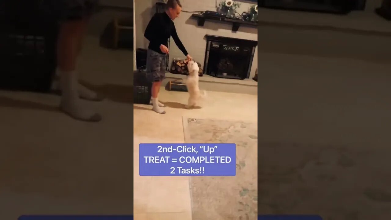 Cutest Dog TRAINING! 🐶 shorts #viral #trending #shortsfeed