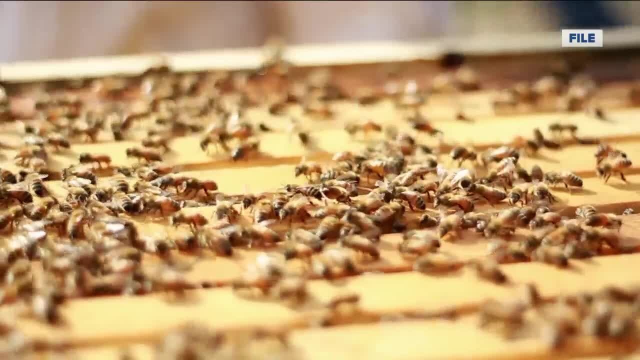 Pulaski teen learns to become beekeeper