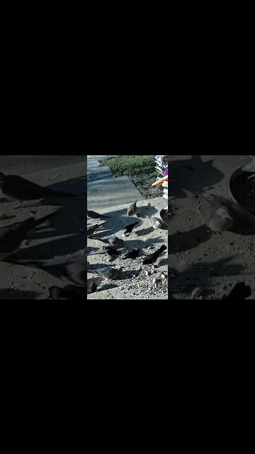 I Put The Birdseed Out And Then ... #Shorts 🌲