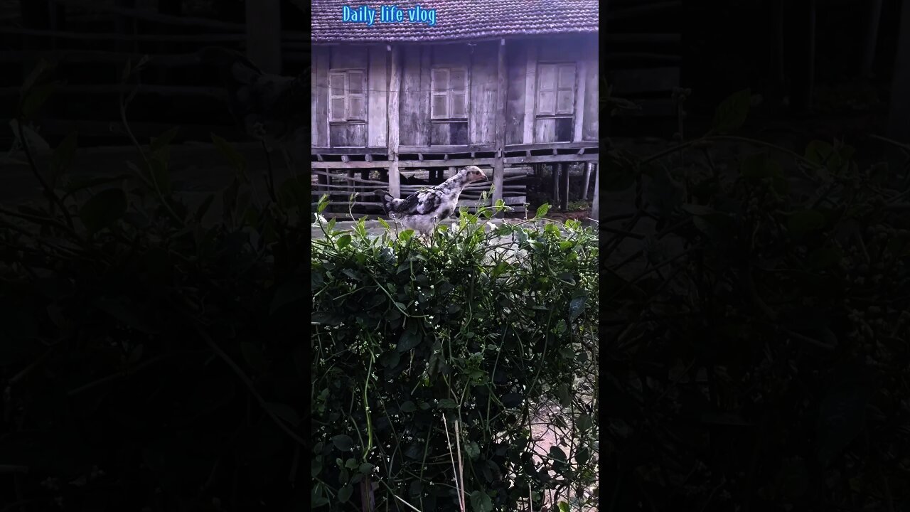 The chick climbs the fence to eat the worm
