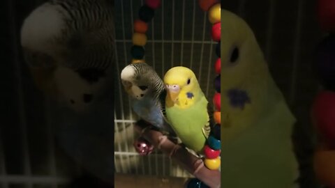 Budgies Close-Up ! 💖 #shorts #youtubeshorts #budgies #parakeets #animallover