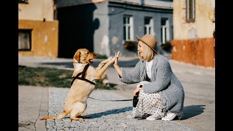 Dogs training video on rumble very helpful