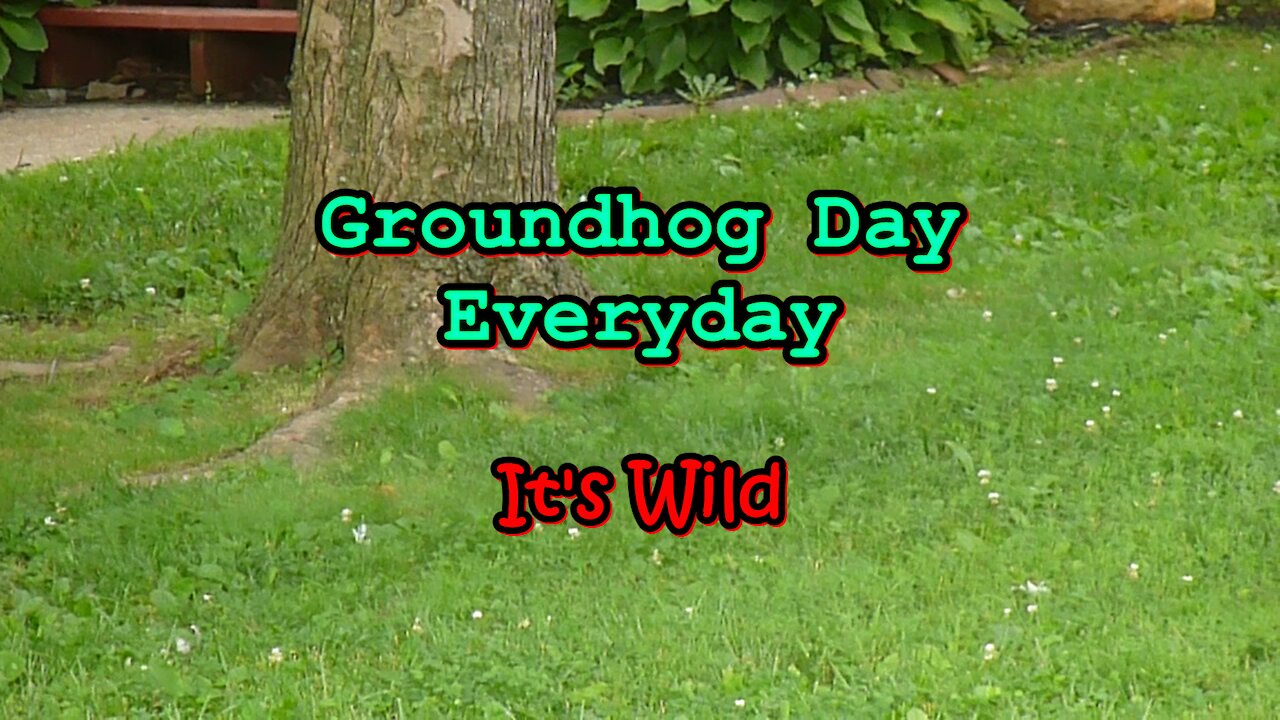 It's Groundhog Day Everyday