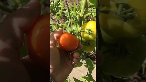 Picked 1st 🍅!