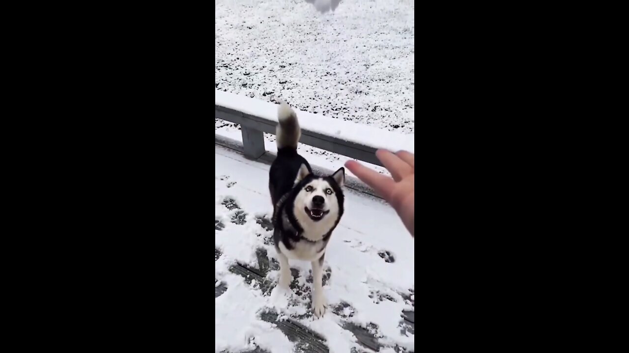 Husky eating ice and then this happened