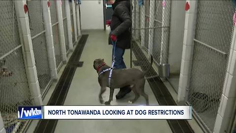 North Tonawanda looking at dog limits