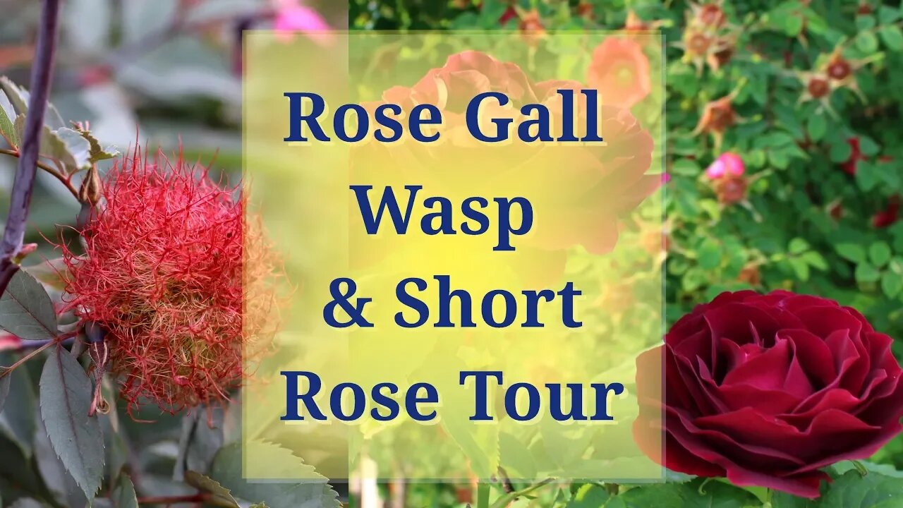 Rose Gall Wasp & Short Rose Tour