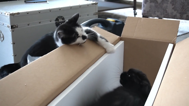 Cute cat becomes extremely Jealous