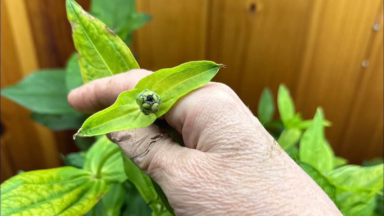 Garden update 10 May 2023