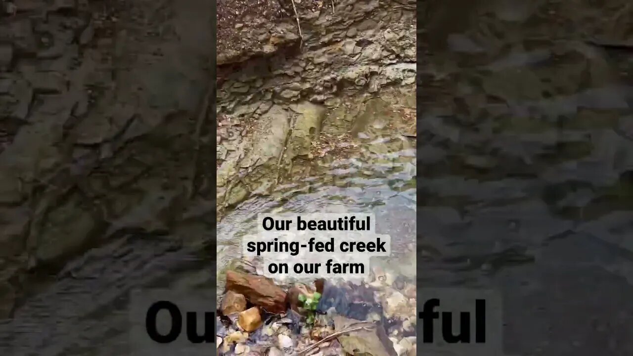 #waterfall #farmlife #nigeriandwarf #homestead