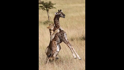 Dog-Like Lion's Bold Chase: On the Hunt for a Swift Giraffe!