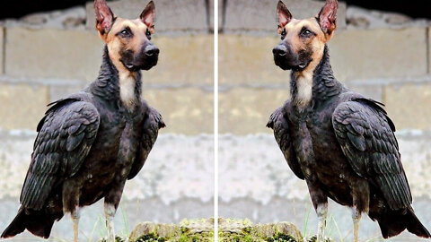 26 Dogs If they Had Bird Bodies