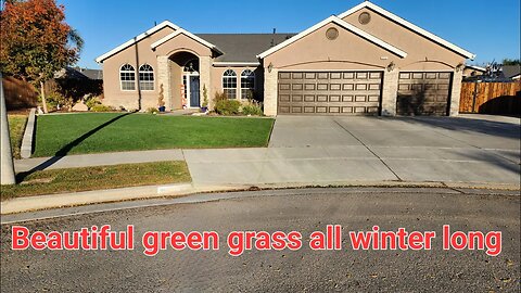 Beautiful grass all winter long!