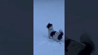 Baby Jules likes playing in the snow.