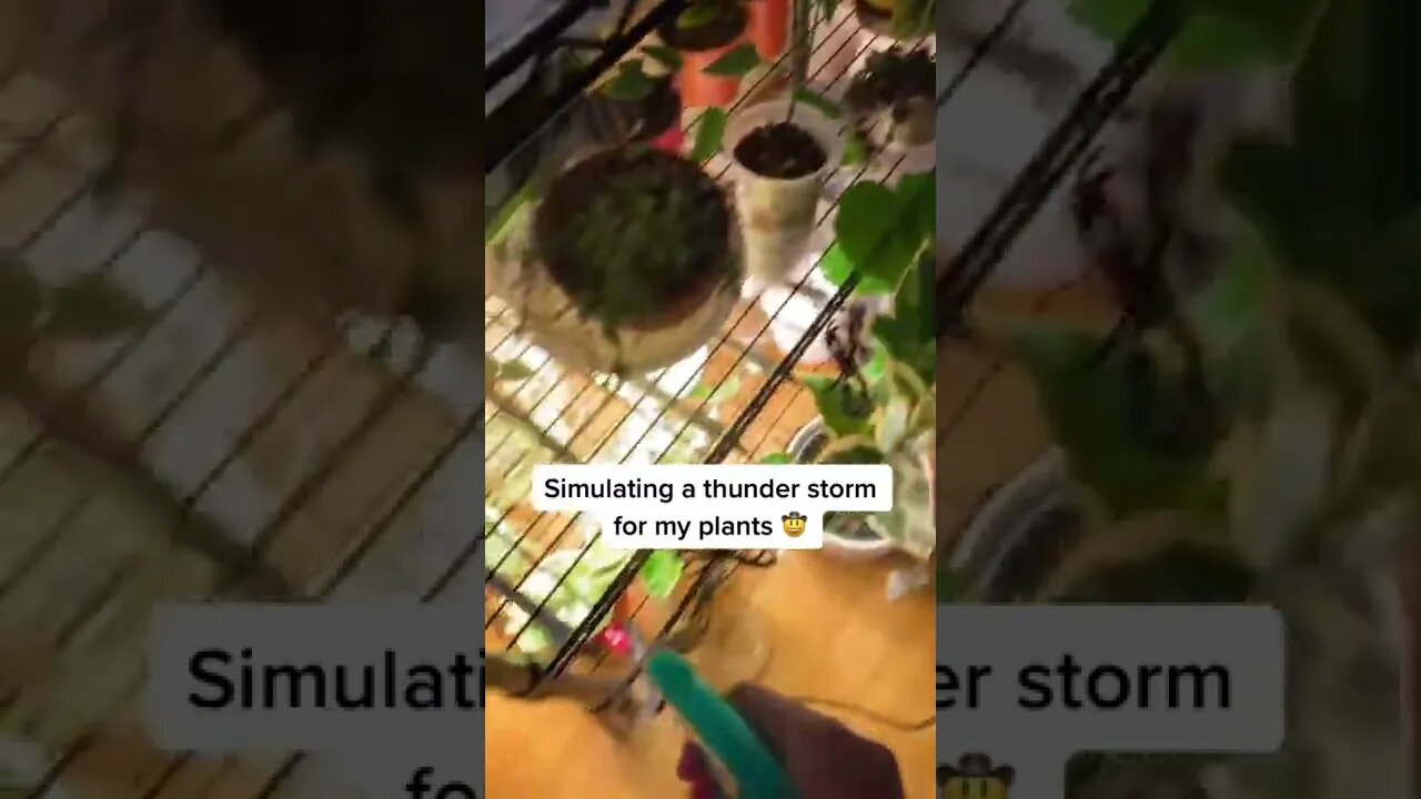 How do you even think of this 😠Video By theplantwholived #Shorts
