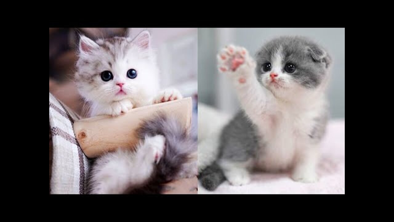 Baby Cats - Cute and Funny Cat Videos Compilation | Aww Animals