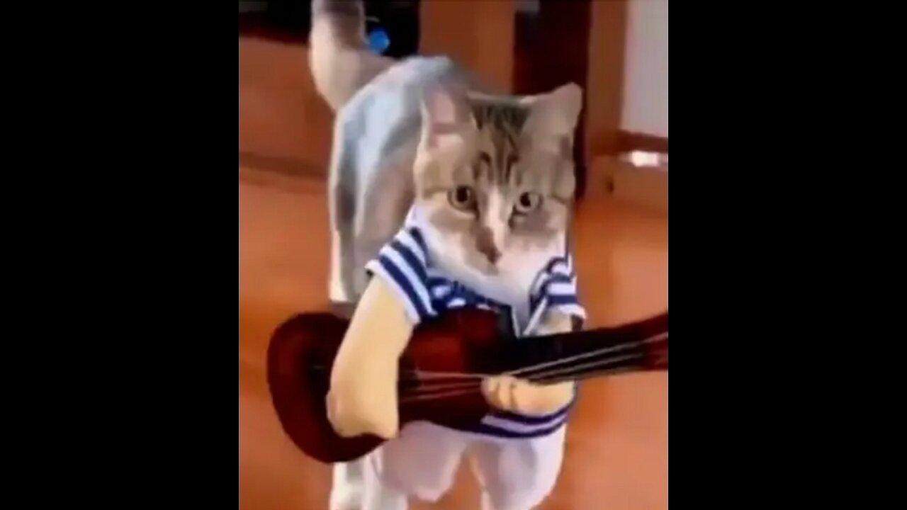 Funny Cat Videos