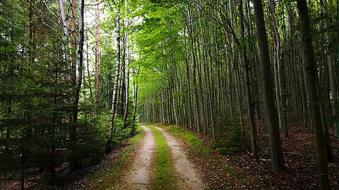 Theodor's Slumber - ASMR Virtual Forest Walk Nature Sounds No Music