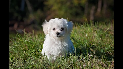 Cachorritos Tiernos y Divertidos, Funniest and Cutes Puppies