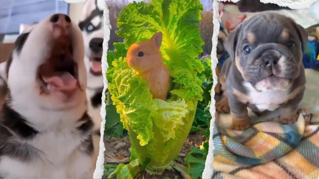 ⚠️You Won't Believe How Cute These Animals Are!🐶😺 #funnyanimals #cute