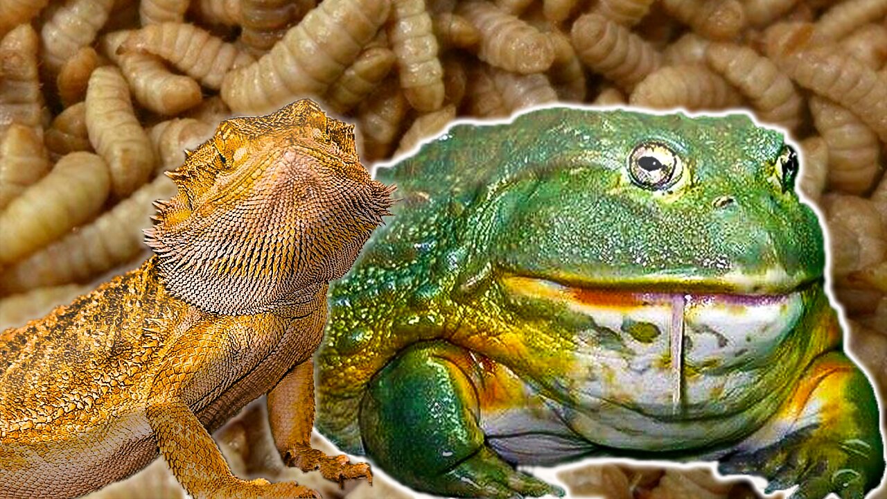 frog bull X lizard