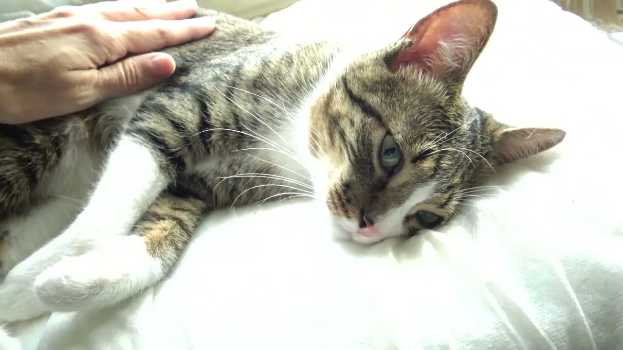 Purring Cat Covers an Eye with a Paw