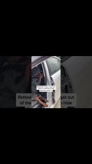 If I Can't See You 👀 You Can't See Me Right? 😂 #Shorts #rottweiler #dog